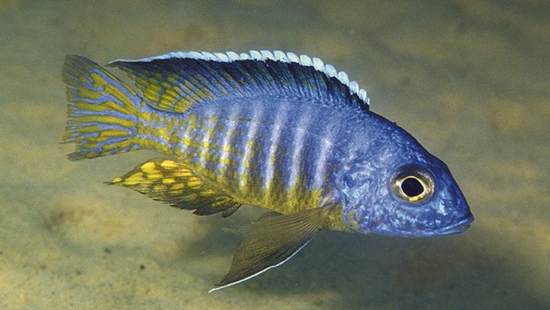 Aulonocara hueseri 'Maingano Island'